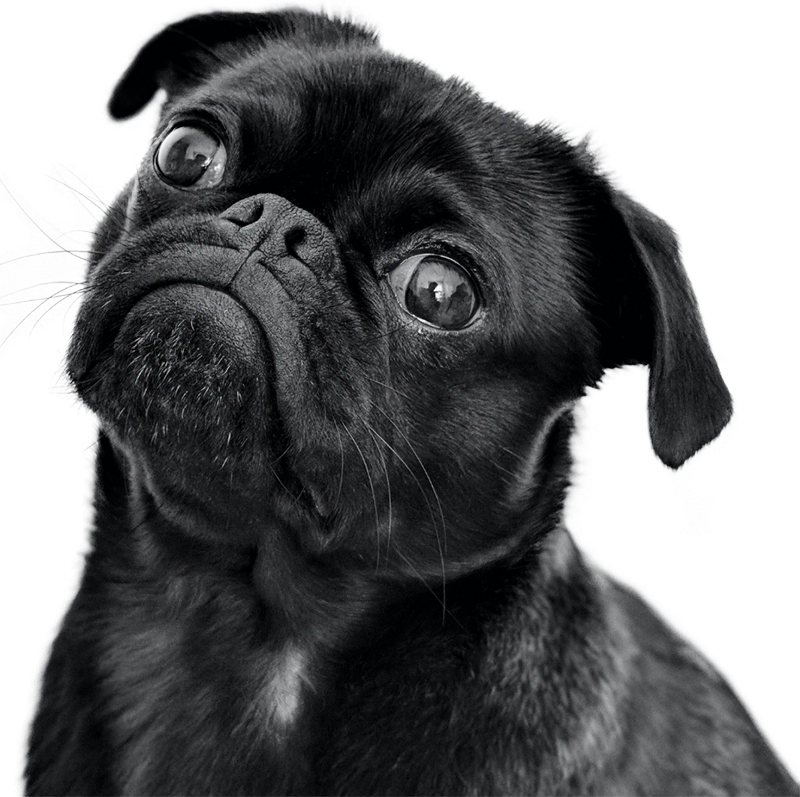 imagen perro