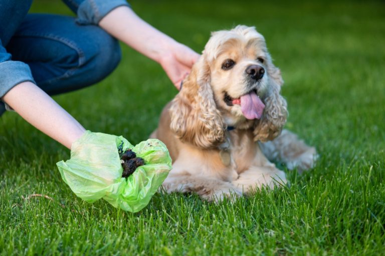 Popó de perro, riesgo real Descubre por qué recoger los excrementos caninos no es solo higiene, sino responsabilidad legal y sanitaria.