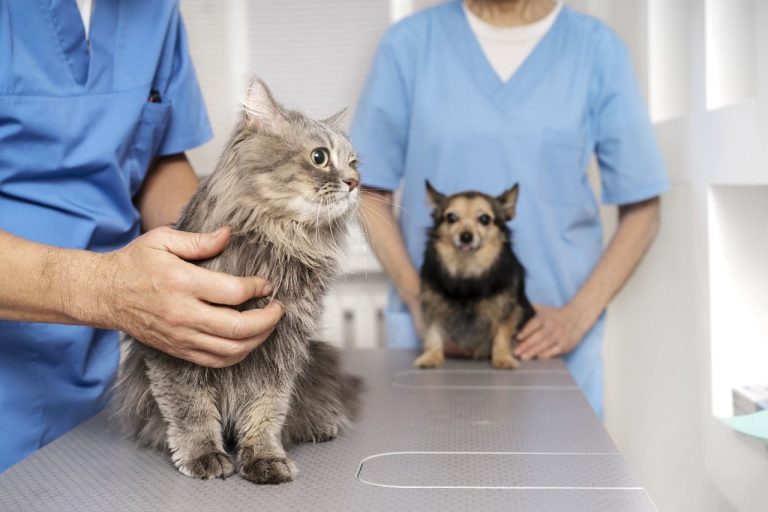 Importancia de la Desparasitación Regular en Mascotas